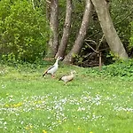 Alfbach 度假居